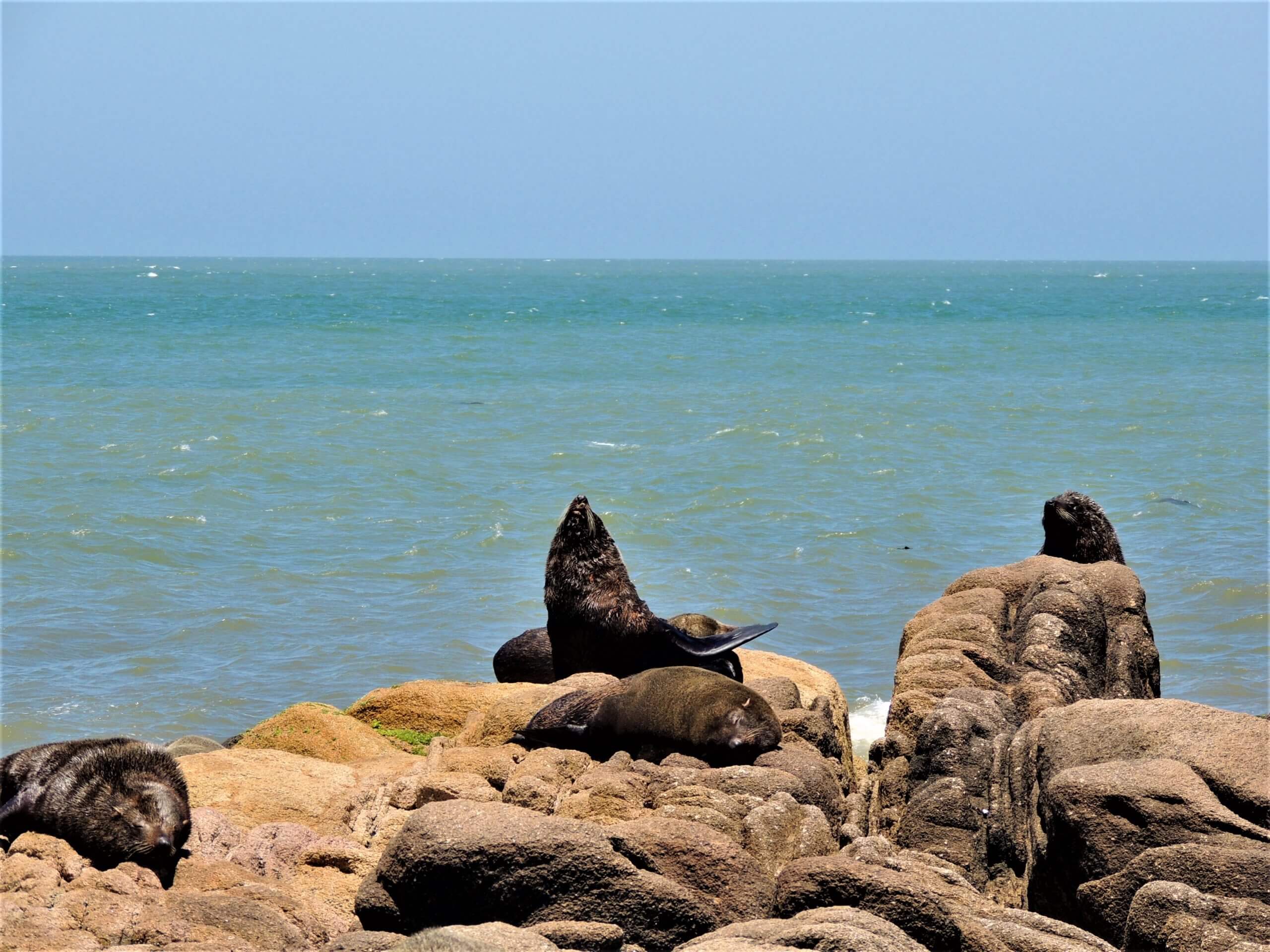 lobos marinos